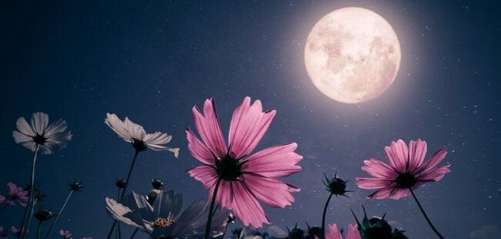 دیگر چه گوید آن ماهی دم‌طلا!